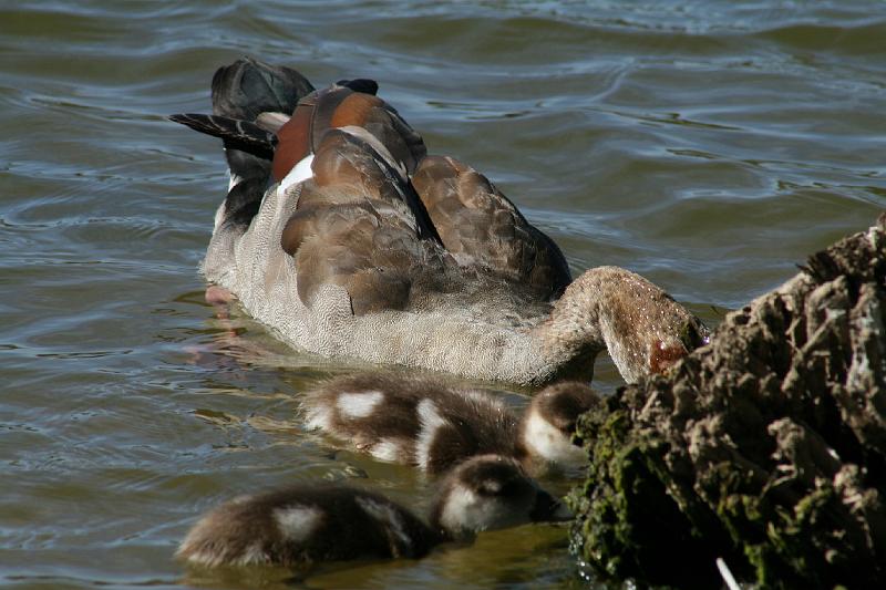 ma frieda 039.JPG - Kolgans met kleintjies soek kos